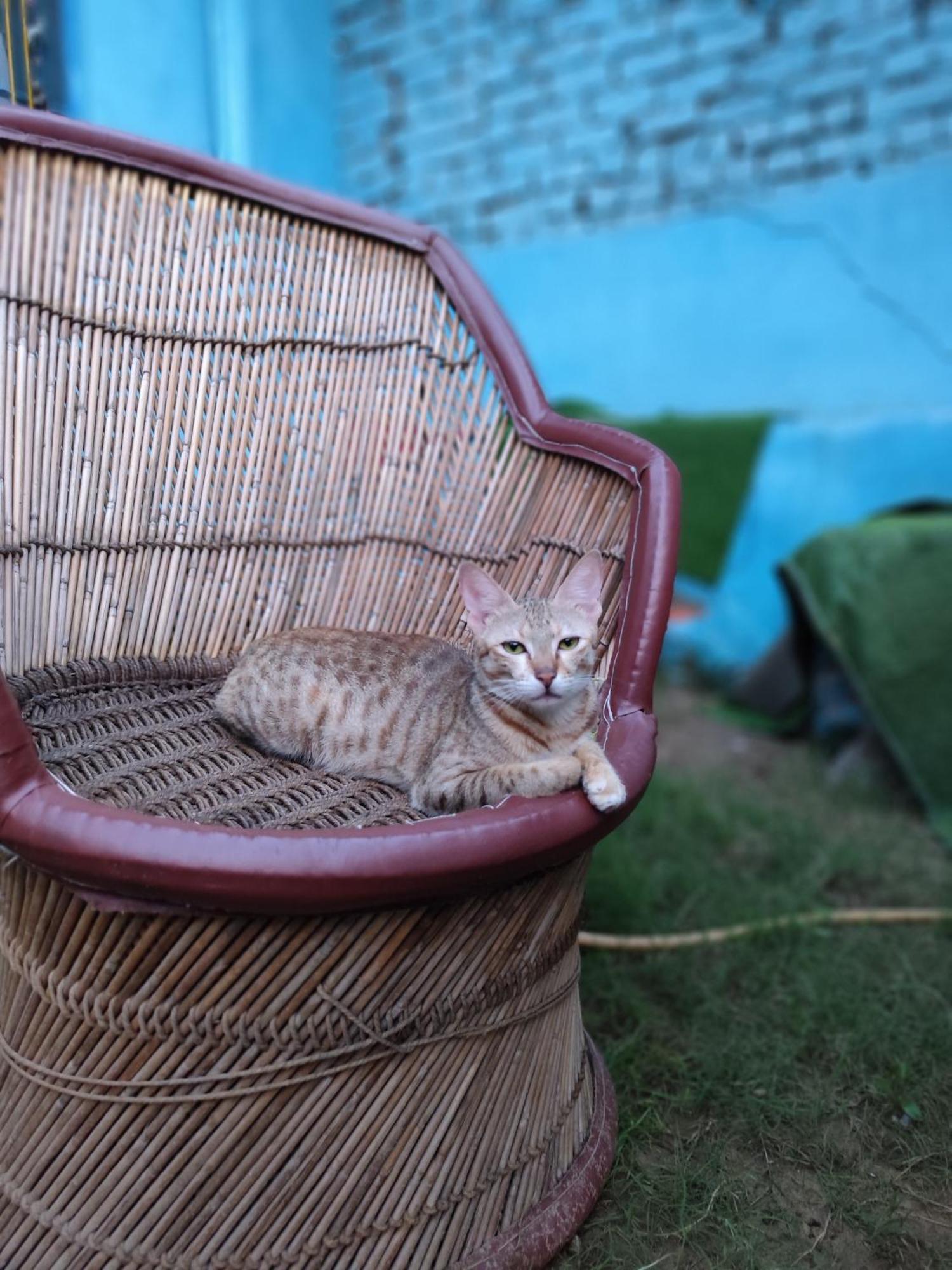 Veera'S Hostel Пушкар Екстериор снимка